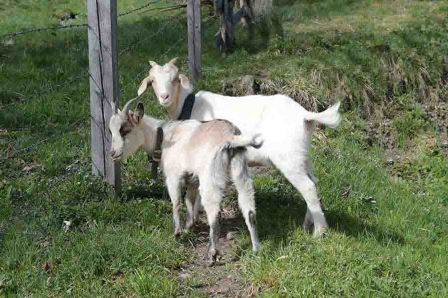 Chalet-Apartment-Berger-Geisen Unsere Tiere